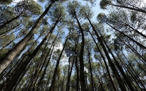 Hutan Pinus Makin Terkesan Misterius Saat Diguyur Hujan