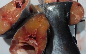 Jangan Potong Ikan Patin Terlalu Kecil Karena Rentan Hancur