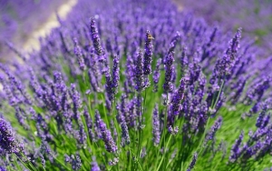 Lavender, Tanaman yang Baik Untuk Kesehatan Mental karena Bersifat Menenangkan