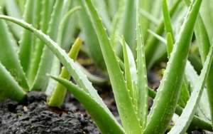 Lidah Buaya, Tanaman yang Bisa Mengobati Gejala Kecemasan Secara Efektif