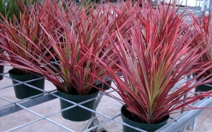 Turunkan Tingkat Stres dengan Meletakkan Tanaman Red-edged Dracaena di Dalam Ruangan