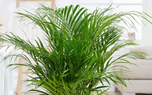 Areca Palm, Tanaman yang Berfungsi Memurnikan Udara dan Menurunkan Tingkat Kecemasan