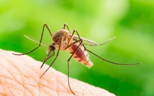 Waspada Penyakit Malaria yang Kerap Terjadi Saat Banjir