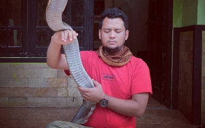 Digigit Ular King Cobra Garaga, Begini Kondisi Panji Petualang