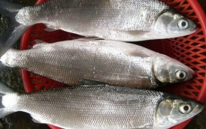 Ikan Bandeng yang Disajikan Saat Imlek Bermakna Rezeki yang Lancar dan Berlimpah