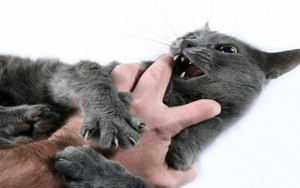 Kamu Berisiko Terkena Penyakit Cakar Kucing Jika Memelihara Kucing