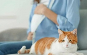 Memelihara Kucing Bisa Menyebabkan Kemandulan dan Toksoplasmosis