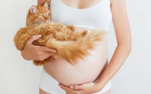 Memelihara Kucing Berbahaya Untuk Ibu Hamil, Bisa Menyebabkan Keguguran Hingga Bayi Lahir Cacat