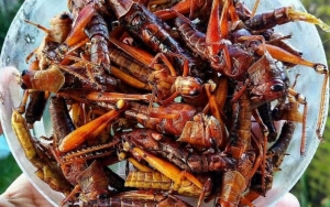 Tergoda Untuk Cicipi Belalang Goreng Khas Gunung Kidul Yang Enak Banget