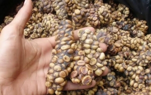 Kopi Luwak Yang Cita Rasanya Sudah Terkenal Di Seluruh Dunia