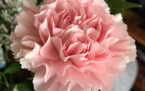 Bunga Anyelir Atau Yang Kerap Disebut Carnation Ini Memiliki Makna Yang Manis