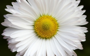 Bunga Daisy Tak HanyaTampilannya Yang Cantik Namun Juga Maknanya
