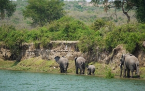 Taman Nasional Way Kambas Cocok Untuk Kalian Yang Ingin Bertemu Gajah