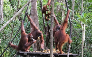 Taman Nasional Tanjung Puting Yang Luasnya Mencapai 250 Hektar