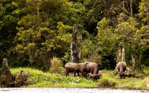 Taman Nasional Kerinci Seblat Yang Dipenuhi Dengan Keanekaragaman Hayati
