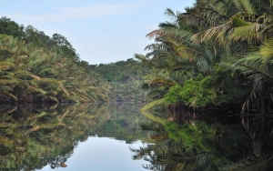 Taman Nasional Berbak dan Sembilang Yang Merupakan Konservasi Hutan Rawa Terluas Di Asia