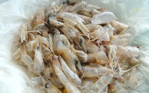 Sering Dibuang, Kepala Dan Kulit Udang Ternyata Bisa Bikin Masakan Nikmat