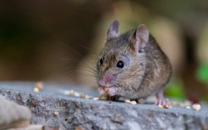 Apa Itu Hantavirus yang Menghebohkan Tiongkok dan Sejak Kapan Virus Ini Muncul?