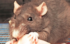Bagaimana Cara Penularan Hantavirus ke Manusia? Samakah dengan Corona?