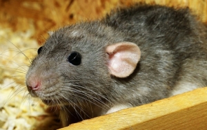 Tak Ingin Terinveksi Hantavirus? Maka Sebaiknya Terapkan Beberapa Langkah Pencegahan Ini