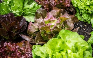 Selada Akan Makin Segar Jika Ditanam Di Kebun Sendiri