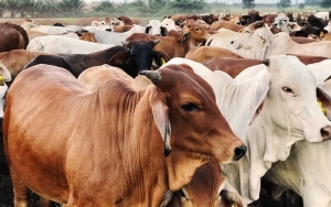 Masih Pandemi COVID-19, Kementan Atur Pelaksanaan Kurban Hewan Saat Idul Adha