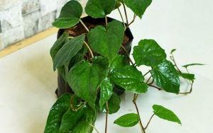 Daun Sirih