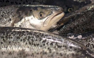 Norwegia Tegaskan Salmon Mereka Bukan Sumber Virus Corona di Pasar Beijing