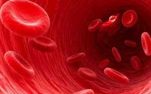 Meningkatkan Produksi Sel Darah Merah