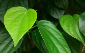 Daun Sirih