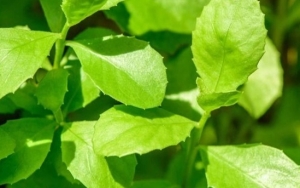 Daun Beluntas
