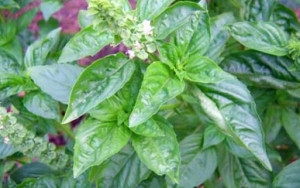 Daun Kemangi