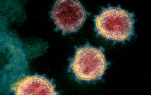 6 Bulan Berlalu, Ilmuwan Sebut Asal Virus Corona Mungkin Tak Akan Pernah Ditemukan