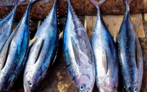 Ikan Bermerkuri