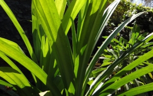 Daun Pandan