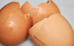 Cangkang Telur