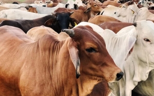 Ini Kata Pakar Soal Kemungkinan   Daging Kurban Bawa Virus Corona