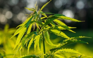 Ganja Dicabut Dari Tanaman Obat, Ternyata Ini Dampak Buruknya Bagi Kesehatan
