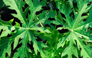 Cuci dengan Daun Pepaya