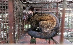 Bikin Nyesek, Begini Penyiksaan yang Dialami Musang Demi Industri Kopi Luwak