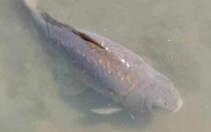 Ikan 'Pembawa Keberuntungan' Mati, Satu Negara Berduka