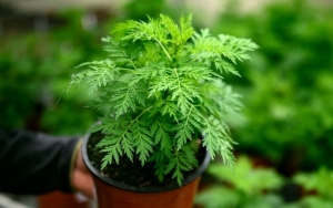 Tanaman Artemisia Disebut Efektif Membunuh Virus Corona, Benarkah?