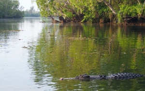Salah Belok, 3 Kawanan Paus Nyasar di Sungai Penuh Buaya