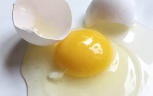 Putih Telur