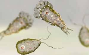 LIPI Buka Suara Terkait Temuan Amoeba Pemakan Otak di Texas AS