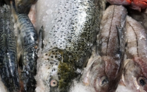 Ikan Berlemak
