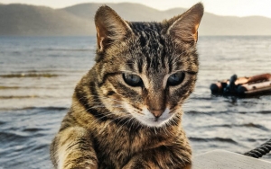 Antibodi Kucing Ternyata Sukses Lawan COVID-19, Bakal 'Saingi' Hiu Jadi Bahan Vaksin?