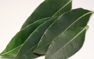 Daun Salam