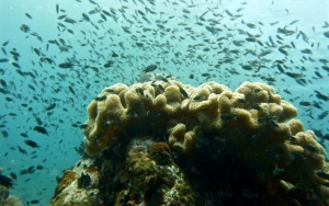 Imbas Perubahan Iklim, Setengah Terumbu Karang Terbesar Dunia Hilang