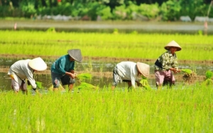 Jadi Kunci Ketahanan Pangan Nasional, PBNU Minta Petani Tak Dianaktirikan